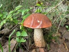 Leccinum albostipitatum