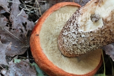 Leccinum albostipitatum