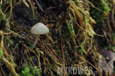 Pluteus hispidulus