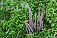 Alloclavaria purpurea