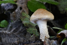 Pholiota lenta