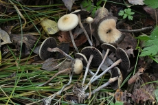 Psilocybe serbica var. arcana