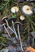 Psilocybe serbica var. arcana