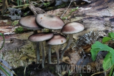 Psilocybe serbica var. arcana