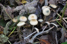 Psilocybe serbica var. arcana