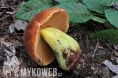 Boletus queletii