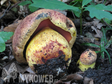 Boletus rhodopurpureus