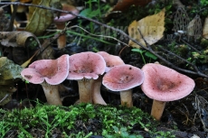 Lactarius lilacinus