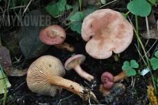 Lactarius lilacinus