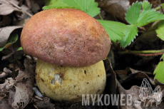 Boletus fuscoroseus