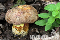 Boletus fuscoroseus