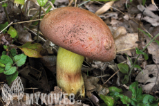 Boletus fuscoroseus