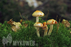 Pholiota astragalina