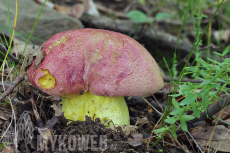 Boletus regius