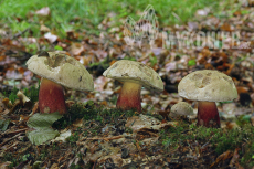 Boletus calopus