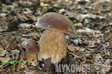 Boletus reticulatus