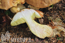 Boletus subappendiculatus