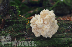 Hericium alpestre