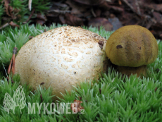 Pseudoboletus parasiticus