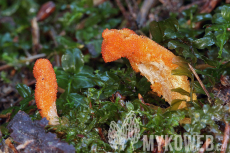 Cordyceps militaris
