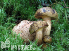 Pseudoboletus parasiticus