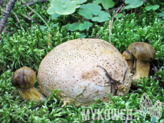Pseudoboletus parasiticus
