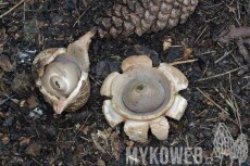 Geastrum michelianum