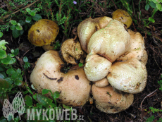 Pseudoboletus parasiticus
