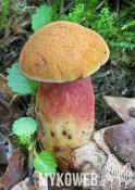 Rubinoboletus rubinus