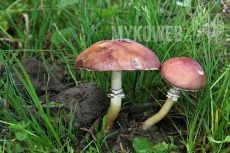 Stropharia rugosoannulata