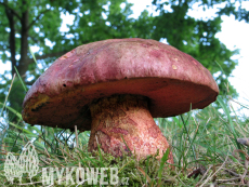 Boletus legaliae