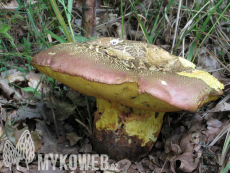 Boletus legaliae f. spinarii
