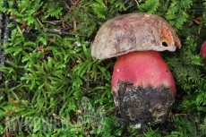 Boletus rubrosanguineus