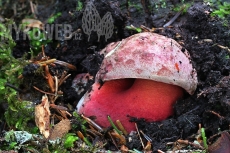 Boletus rubrosanguineus