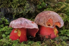 Boletus rubrosanguineus