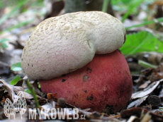 Boletus legaliae