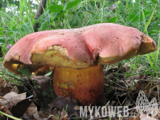 Boletus legaliae f. spinarii