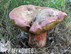 Boletus legaliae