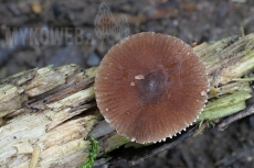 Pluteus satur