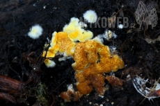 Trichoderma aurantioeffusum