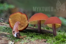 Gymnopilus picreus