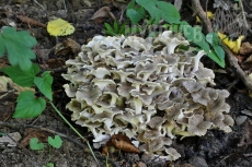 Polyporus umbellatus