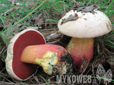 Boletus satanas