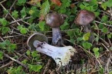 Cortinarius scaurus