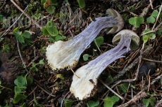 Cortinarius scaurus