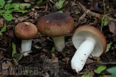 Russula faginea