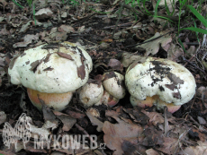 Boletus satanas