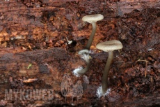 Omphalina epichysium