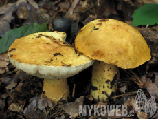 Gyroporus cyanescens