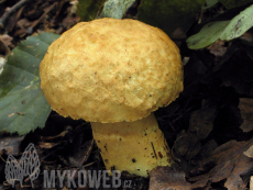 Gyroporus cyanescens